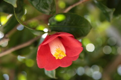 椿の花