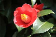 つばきの花