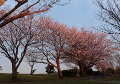 夕日の桜