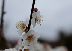 梅の花・・