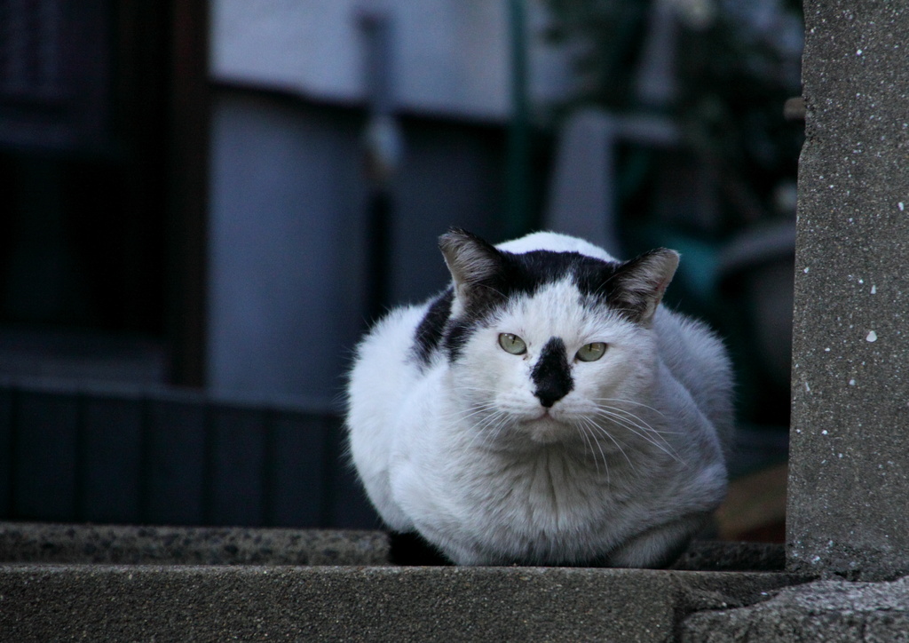 番猫