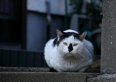 番猫