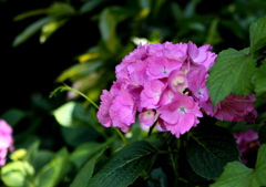 紫陽花