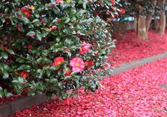 山茶花
