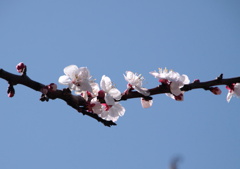 梅の花