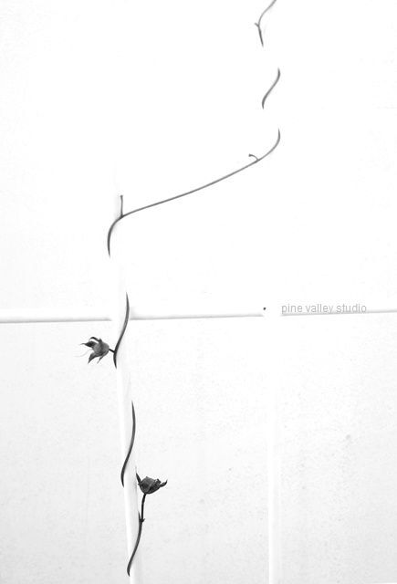 wallflower