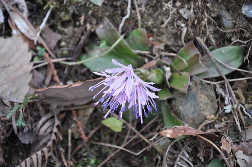 山の花、凛と一輪