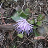 山の花、凛と一輪