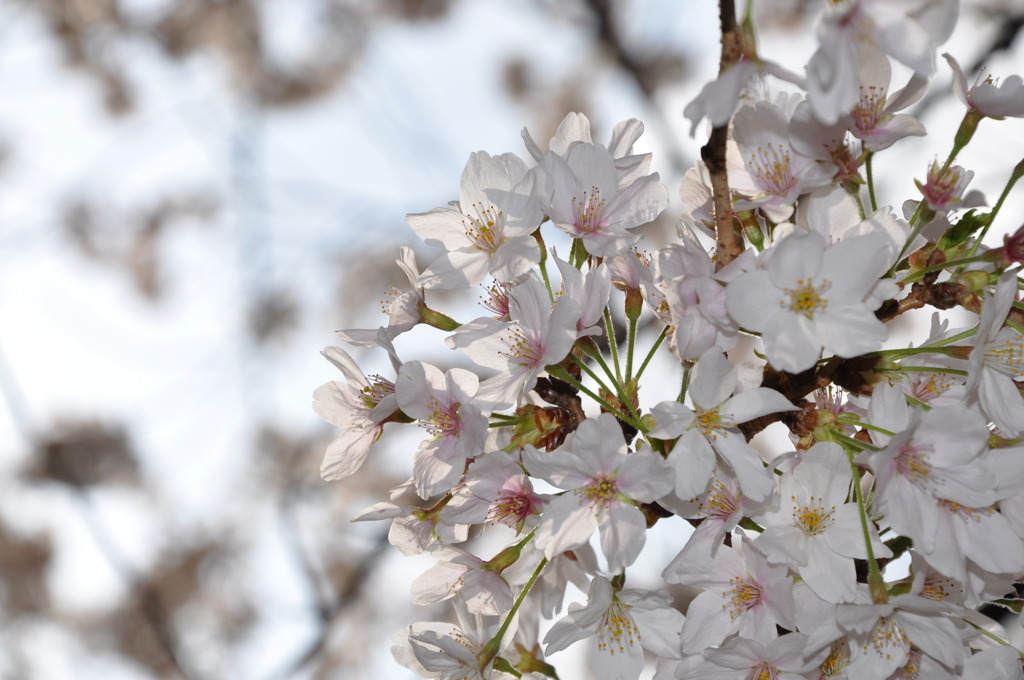 桜満開