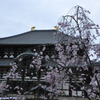 大仏殿の春