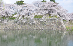 桜、水面