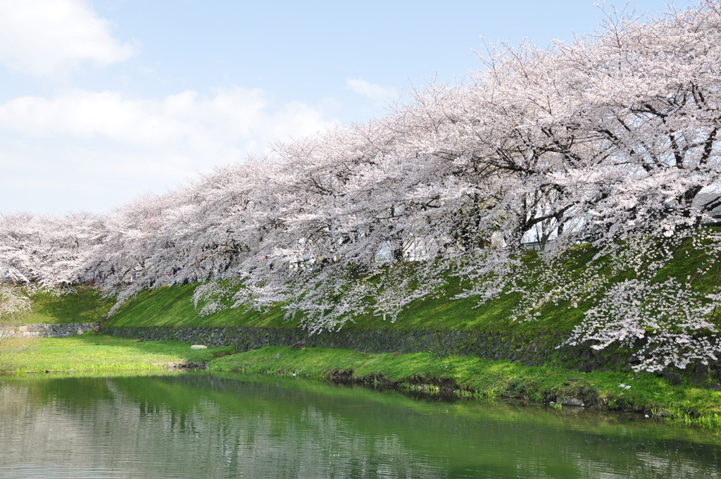 お堀の桜