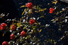 おじいの薔薇