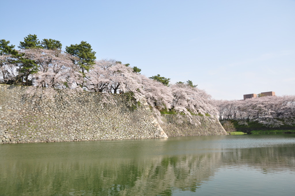 お堀の桜