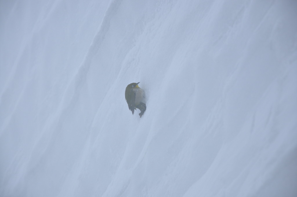 吹雪の中の小さな勇者