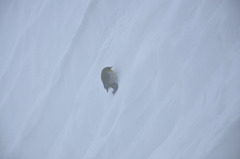 吹雪の中の小さな勇者