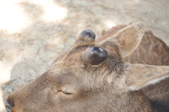 つぼみのように