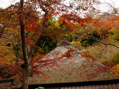 祇王寺　紅葉