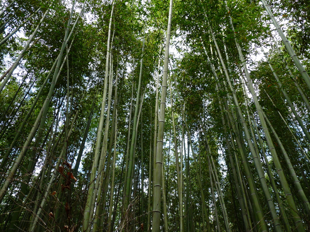 嵯峨野　紅葉
