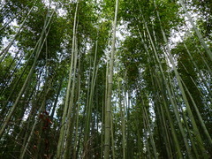 嵯峨野　紅葉