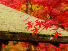 化野念仏寺　紅葉