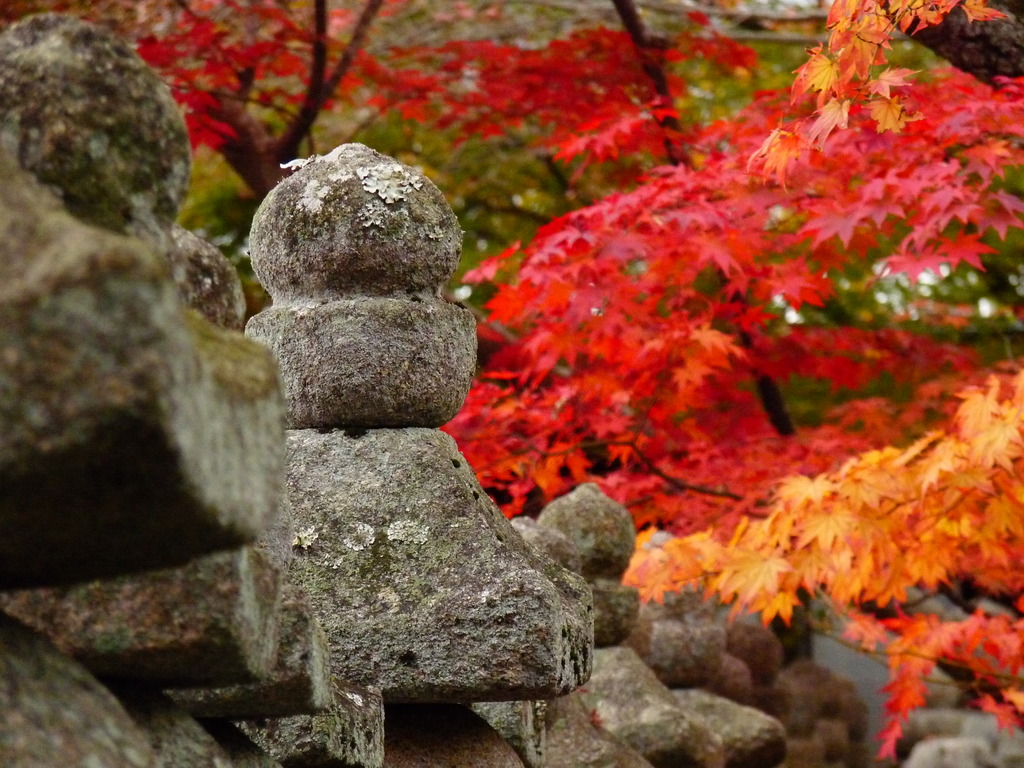 化野念仏寺　紅葉Ⅱ