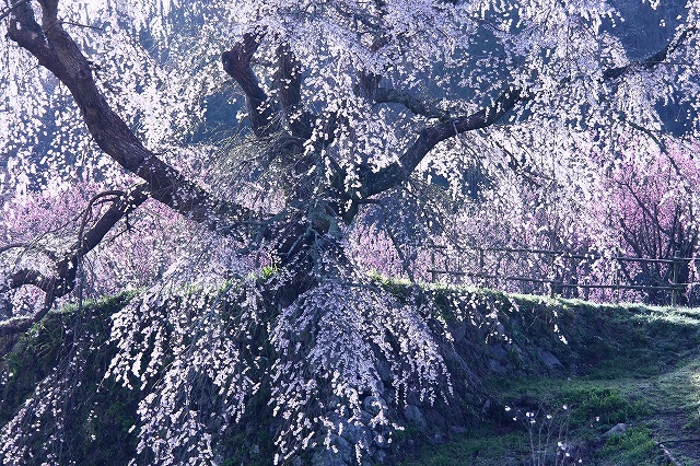 又兵衛桜Ⅲ