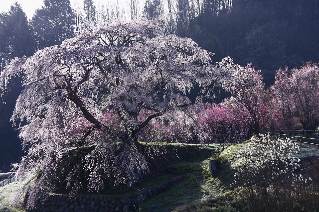 又兵衛桜Ⅳ