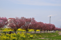 名もなき桜並木