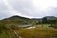 草津白根山の湿原