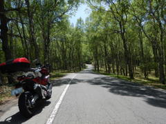 美ヶ原の「白樺平」