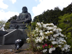 鳳台院　達磨大師座像