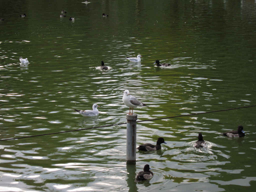 鳥さん