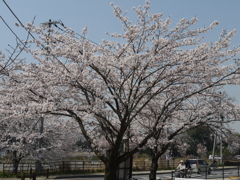 その春は立っている