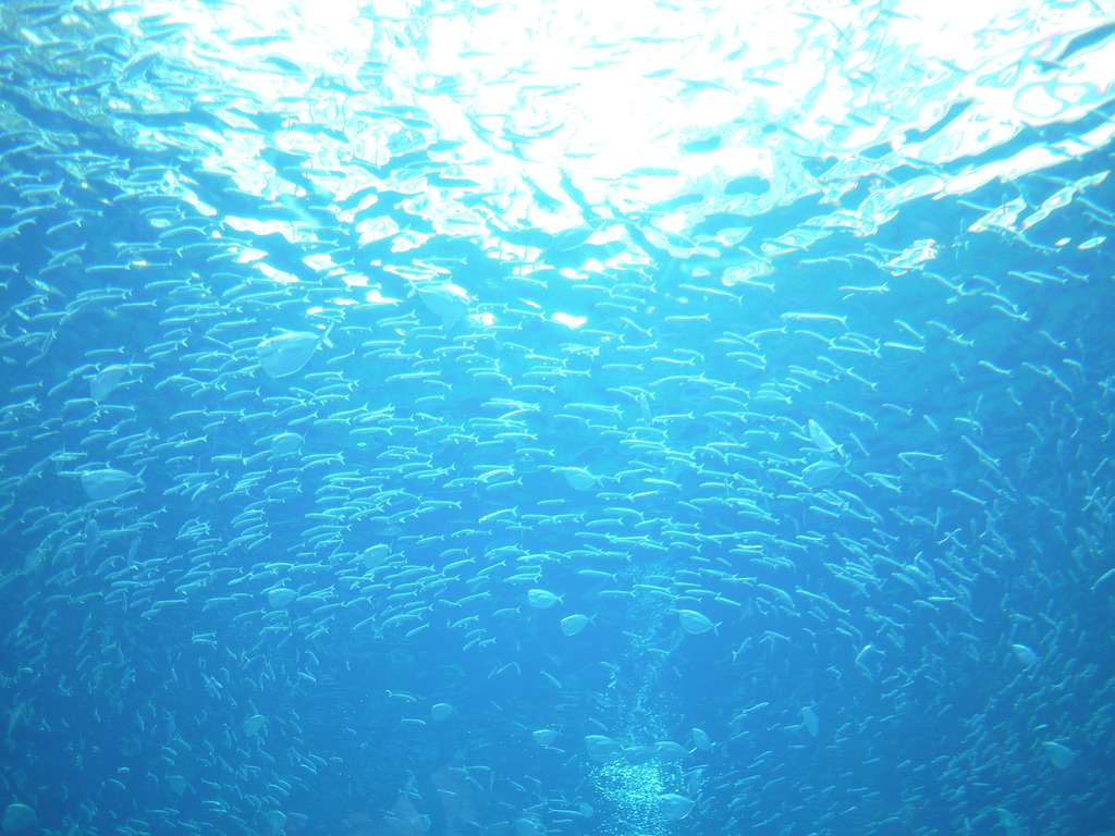 魚のトンネル