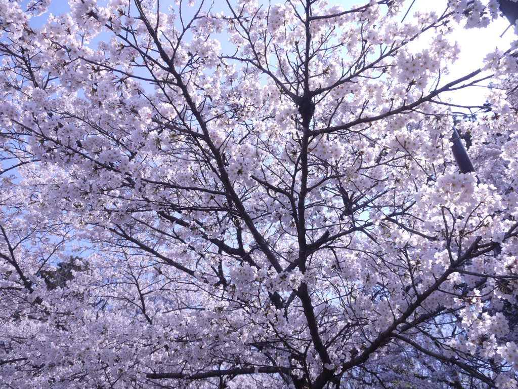 桜の空