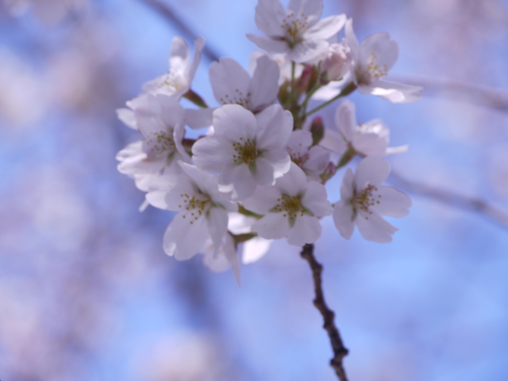 やっと　咲きました