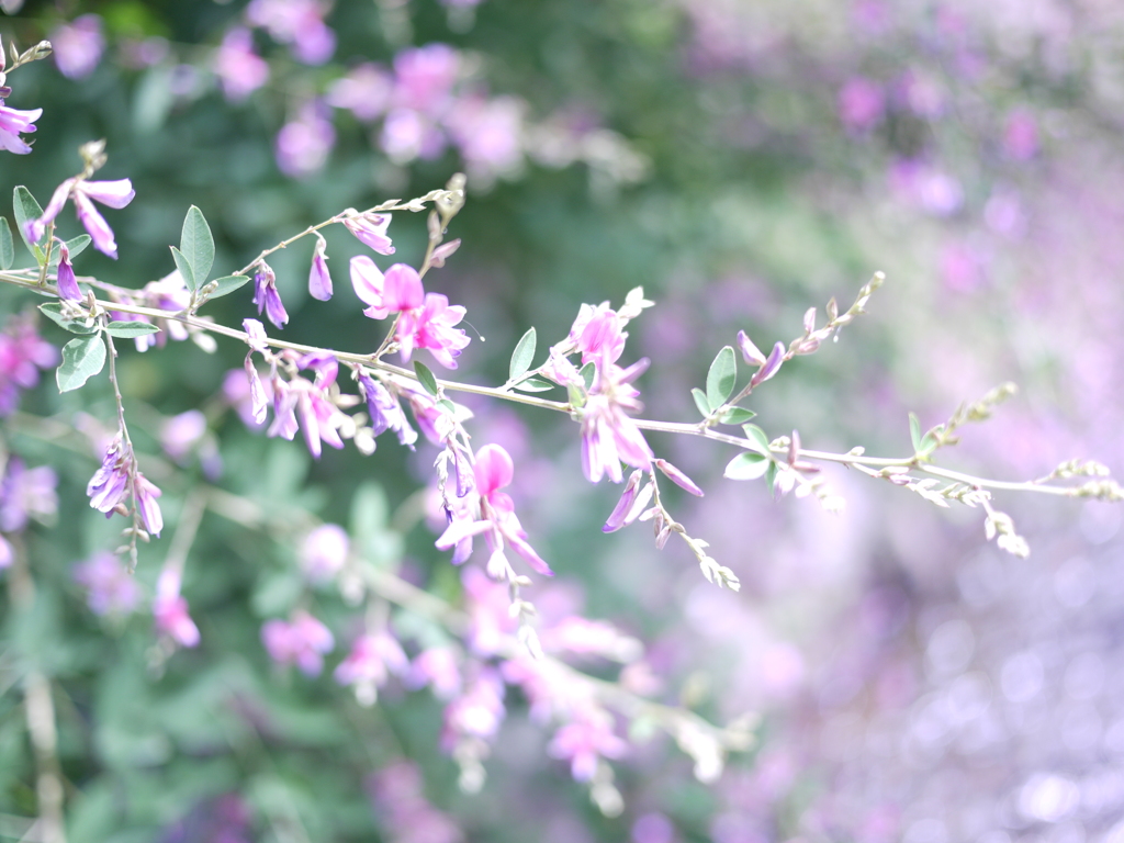 秋の花