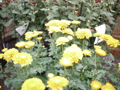 黄色い菊