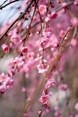 梅の花