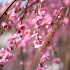 梅の花
