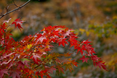 紅葉谷