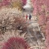 梅林公園
