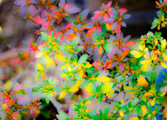20100110-DSC03774