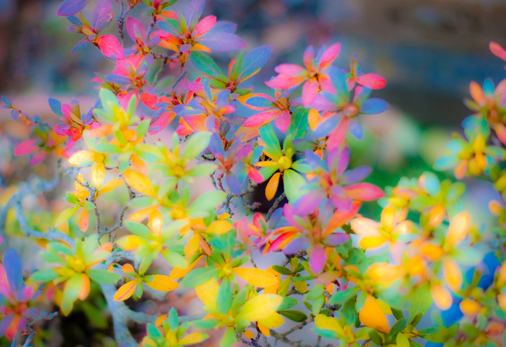 20100110-DSC03773