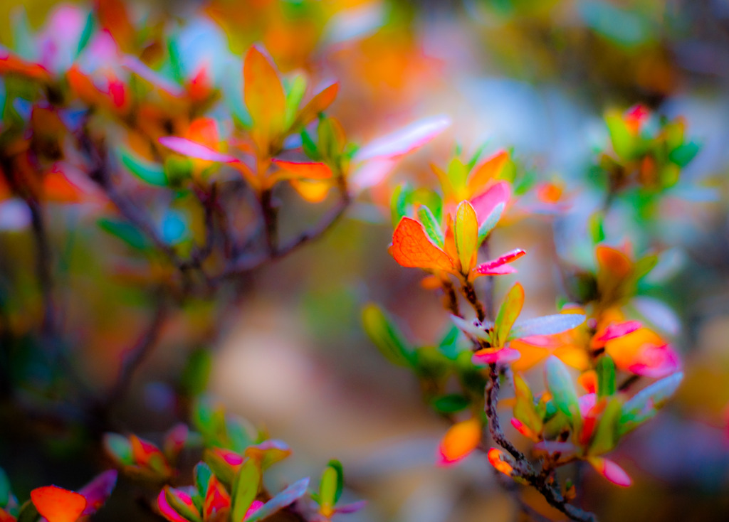 20100110-DSC03776