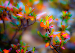 20100110-DSC03776