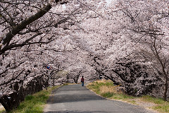２０１１年今年最後の桜のトンネル