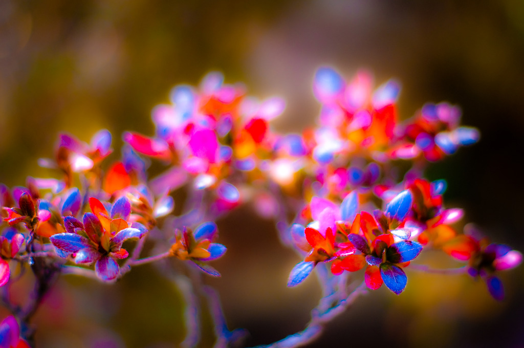 20100110-DSC03775