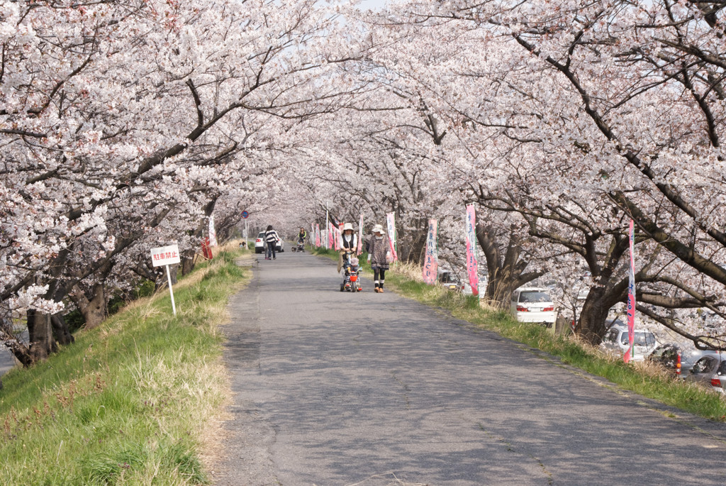 初めての桜並木